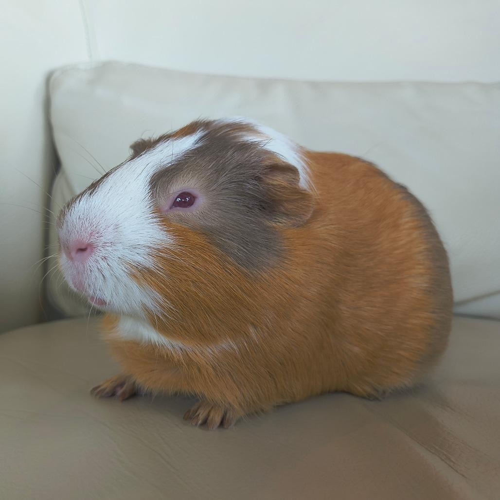 Enlarge Butterscotch, a Adoptable Guinea Pig in Warwick, RI image 2/6