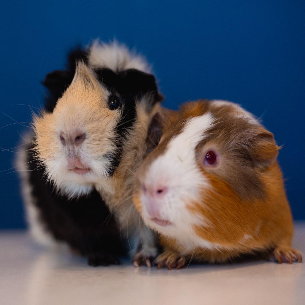 Enlarge Butterscotch, a Adoptable Guinea Pig in Warwick, RI image 3/6