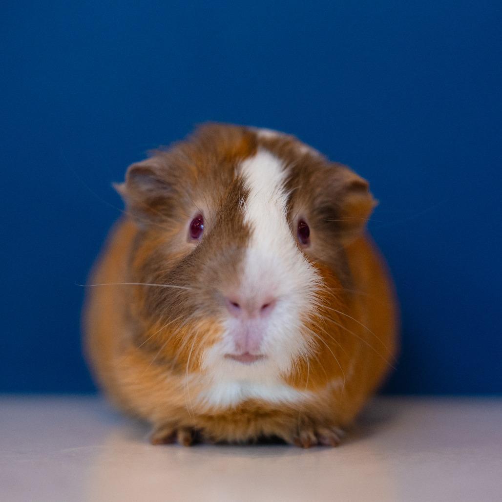Enlarge Butterscotch, a Adoptable Guinea Pig in Warwick, RI image 4/6