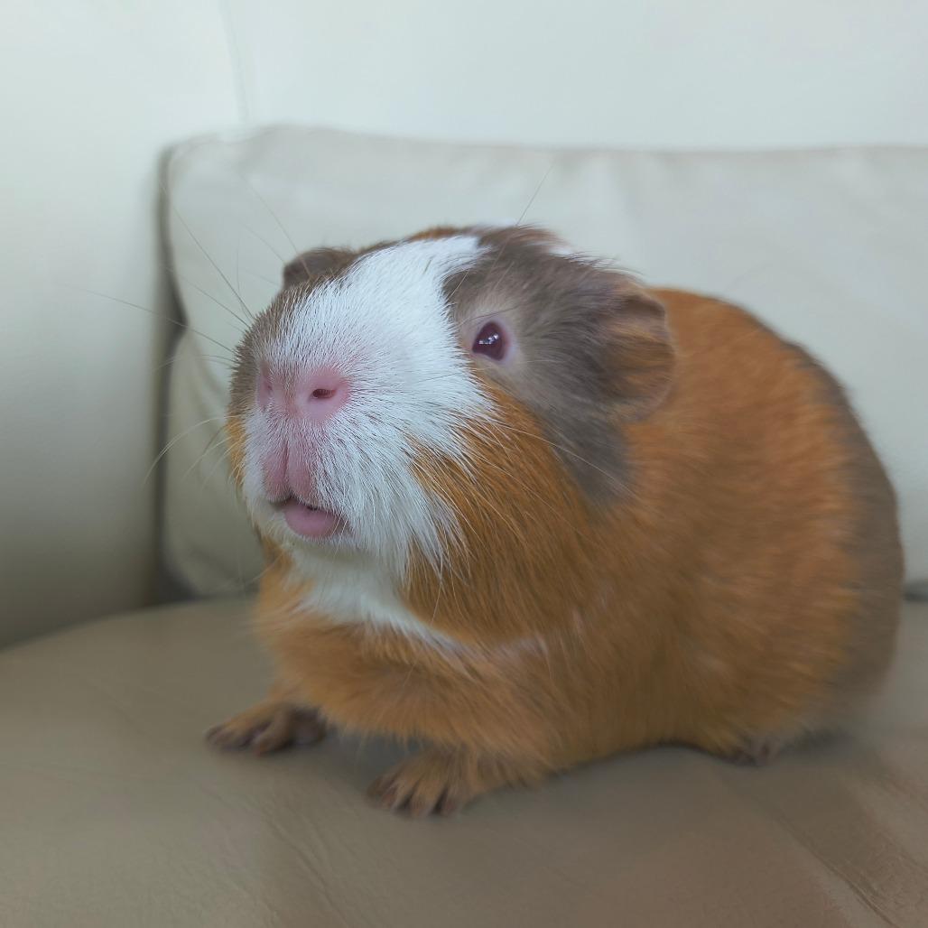 Enlarge Butterscotch, a Adoptable Guinea Pig in Warwick, RI image 5/6