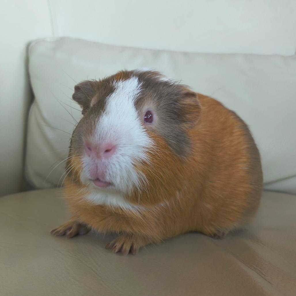 Enlarge Butterscotch, a Adoptable Guinea Pig in Warwick, RI image 6/6