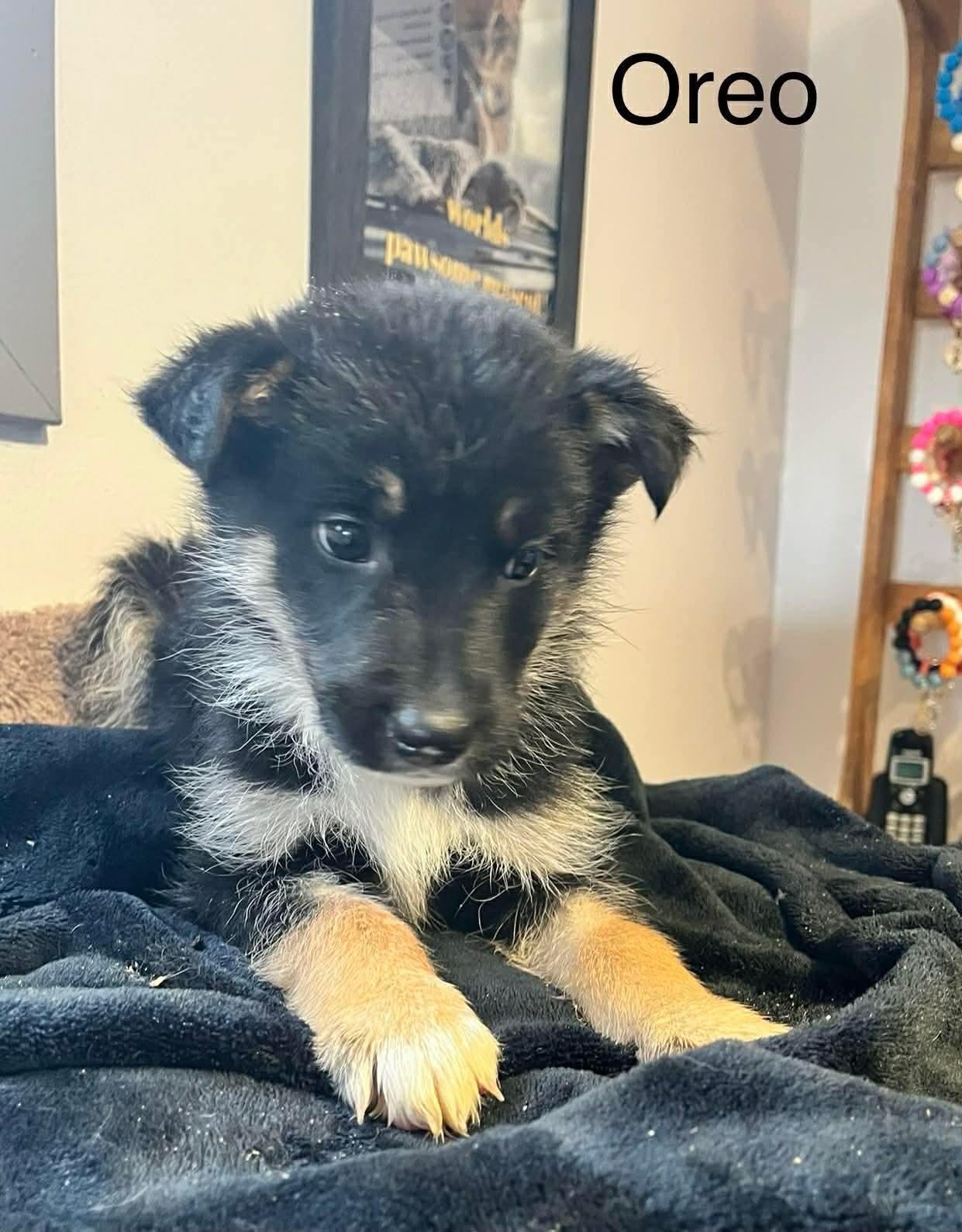 Oreo, ADOPTABLE, Puppy Female Mixed Breed.