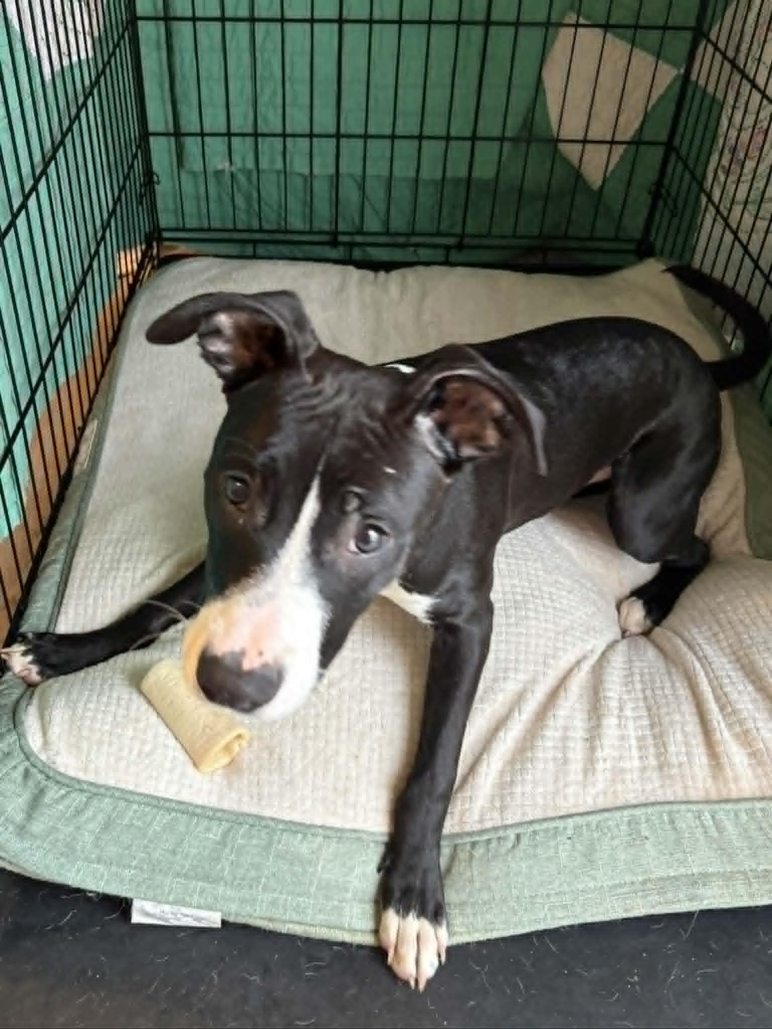 Rocket, adopted, Puppy Male Mixed Breed.