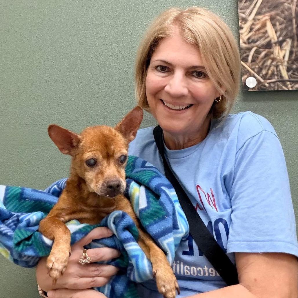 Betty Lou, Adoptable, Senior Female Chihuahua.