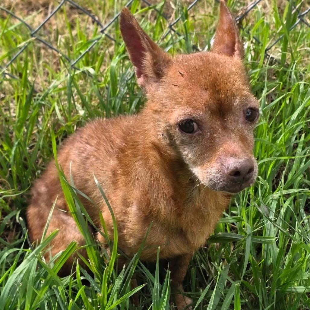 Betty Lou, a Adoptable Chihuahua in Ennis, TX image 2/5