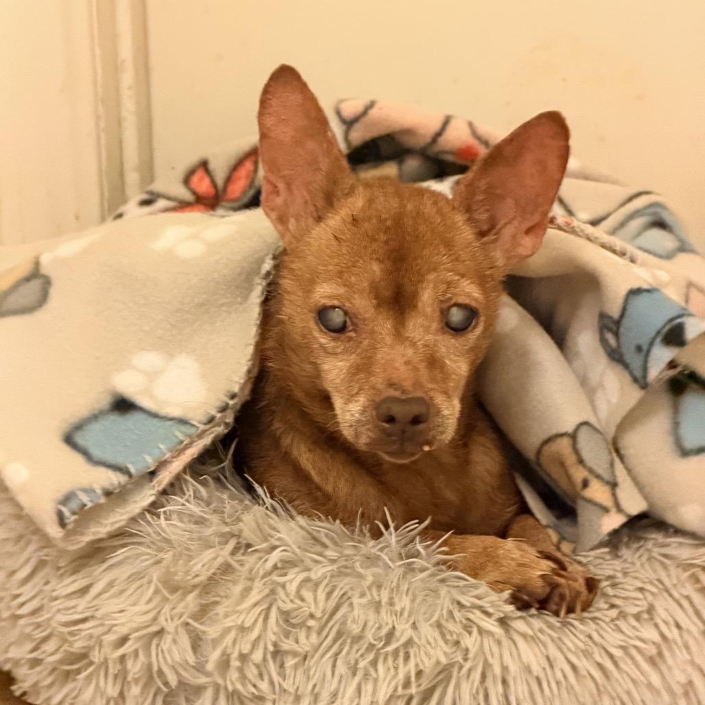 Betty Lou, a Adoptable Chihuahua in Ennis, TX image 5/5