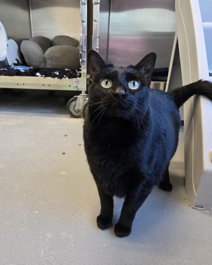 Enlarge Lemon, a Adoptable mixed breed in Saint Petersburg, FL image 1/1