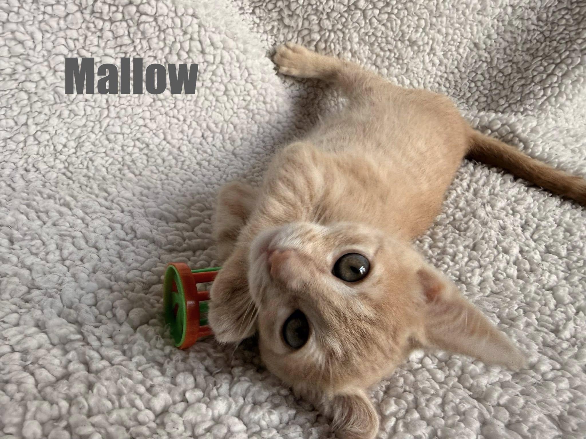 Mallow