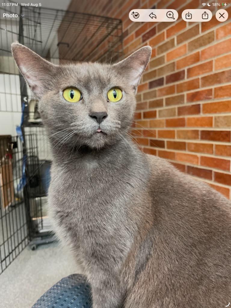 Enlarge Rhonda Sue, a Adoptable mixed breed in Muskegon, MI image 1/1