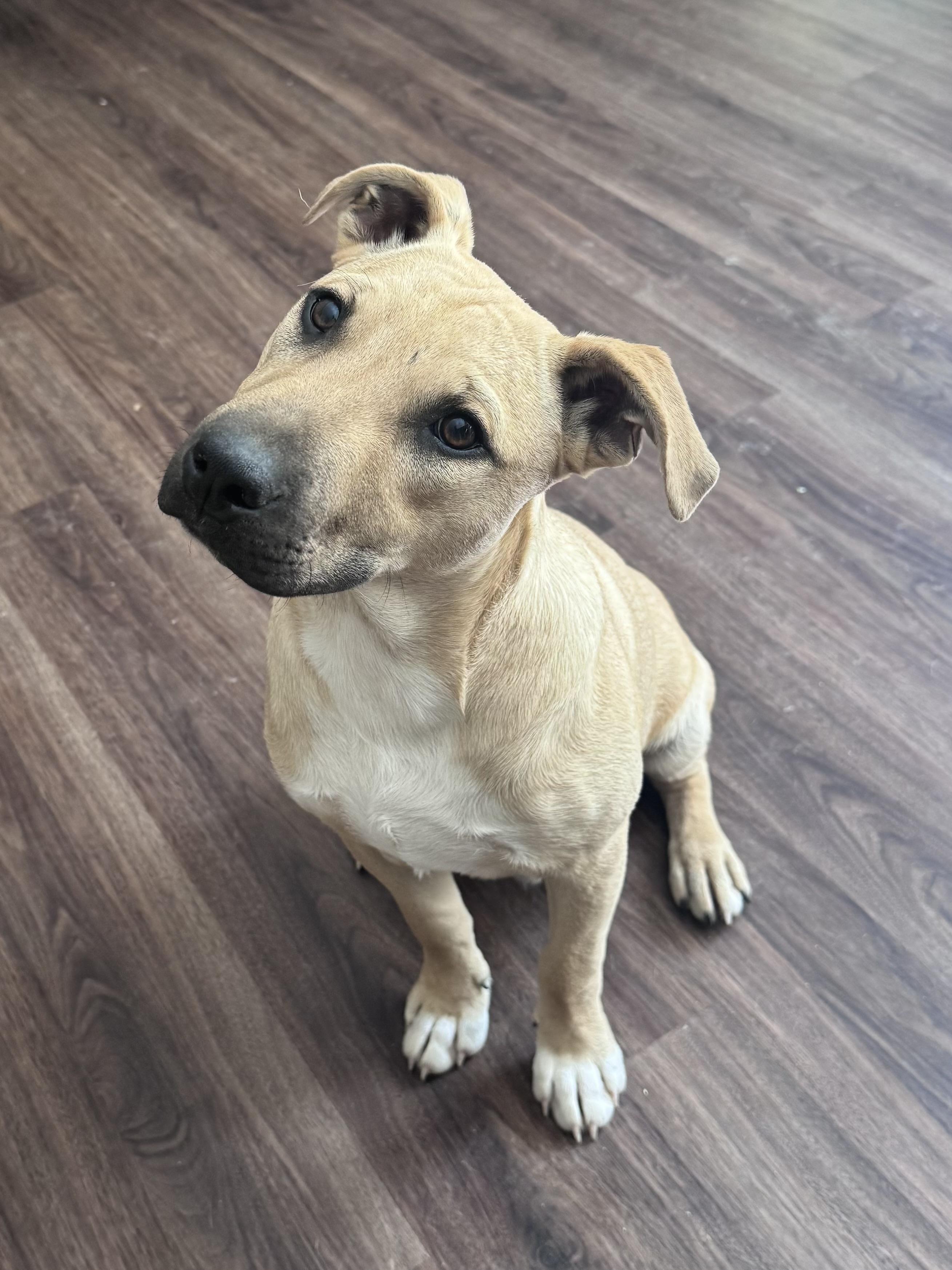 Mick (Jagger), Adoptable, Young Male Terrier.