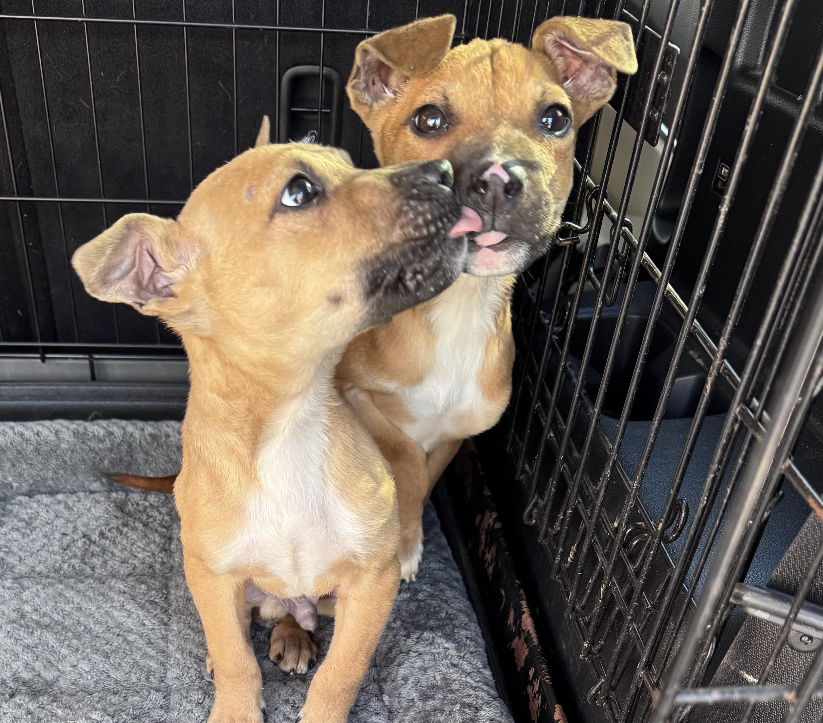 Enlarge Mick (Jagger), a Adoptable mixed breed in Monroe, NC image 4/4