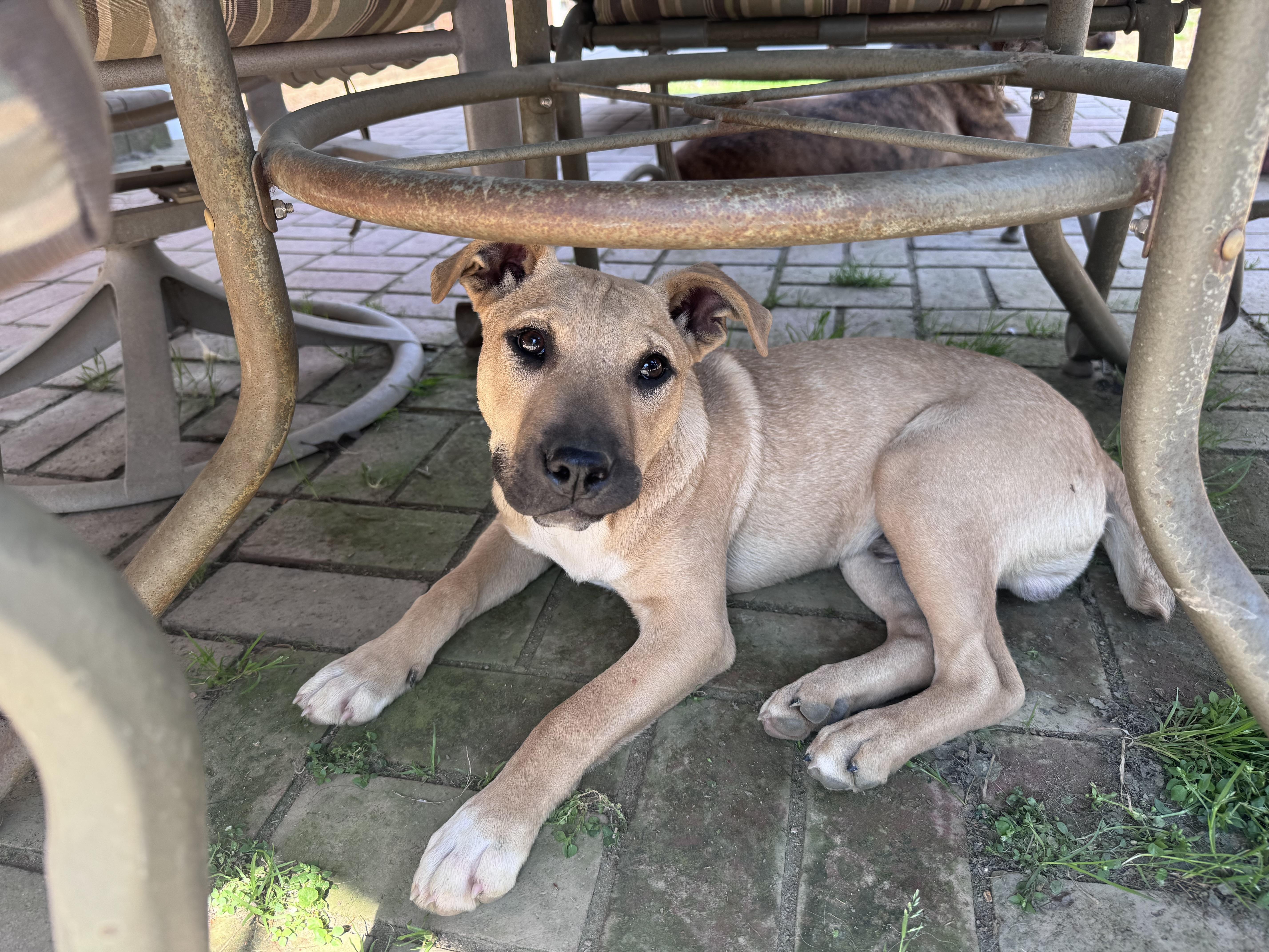 Enlarge Mick (Jagger), a Adoptable mixed breed in Monroe, NC image 5/6