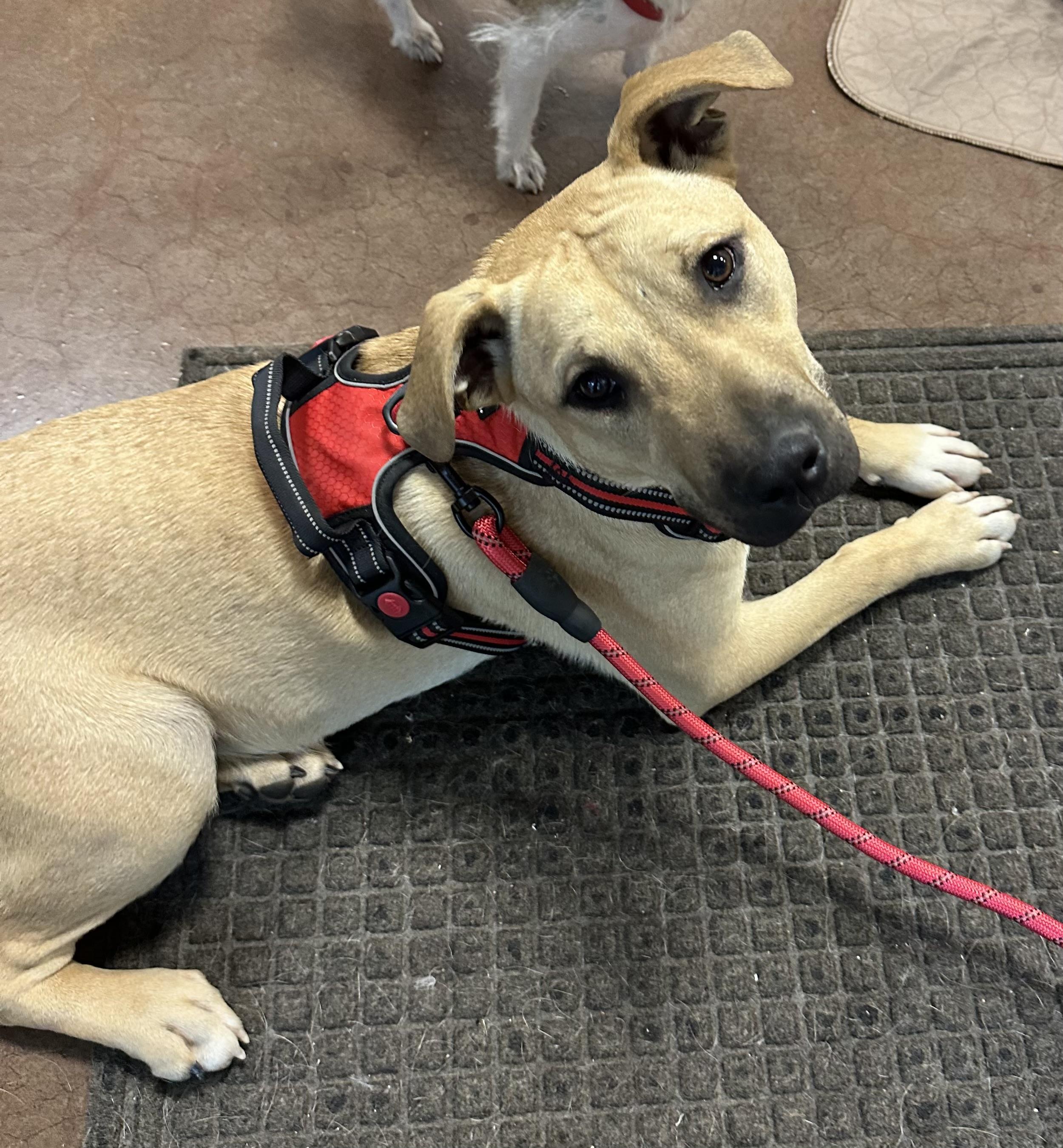 Mick (Jagger), adoptable, Young Male Terrier.
