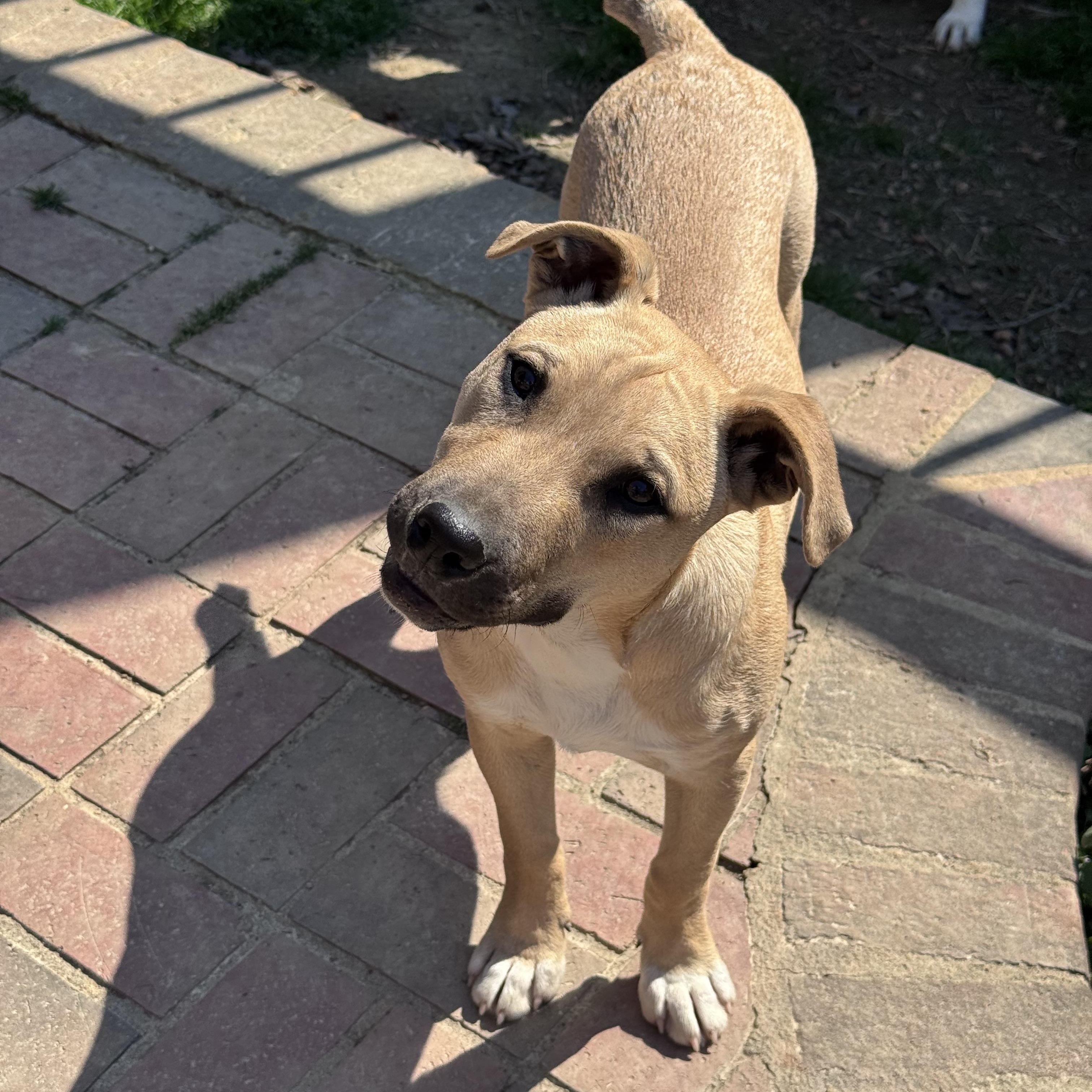 Mick (Jagger), Adoptable, Puppy Male Terrier.