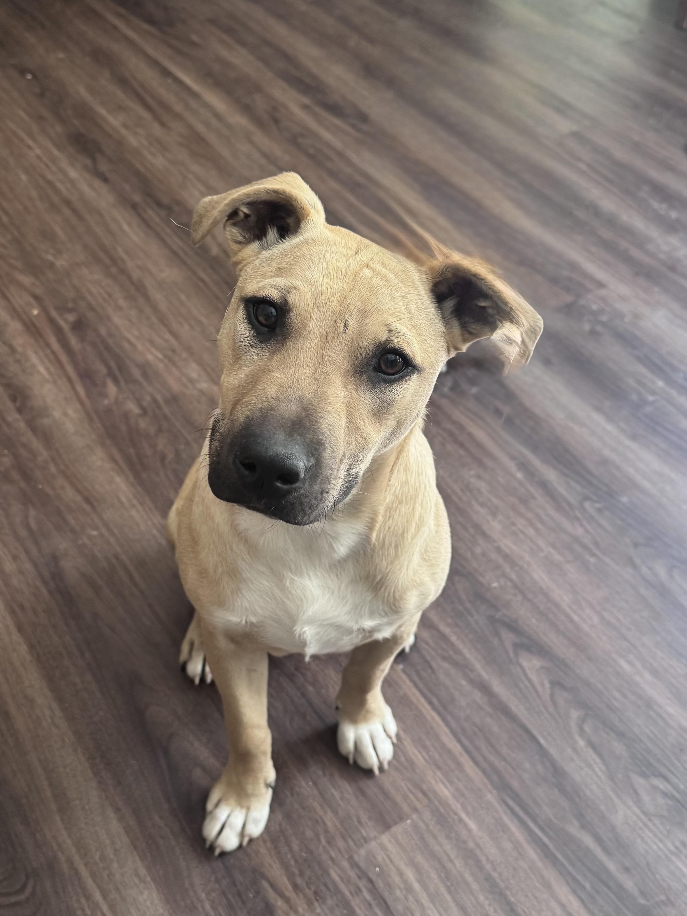 Enlarge Mick (Jagger), a Adoptable mixed breed in Monroe, NC image 6/6