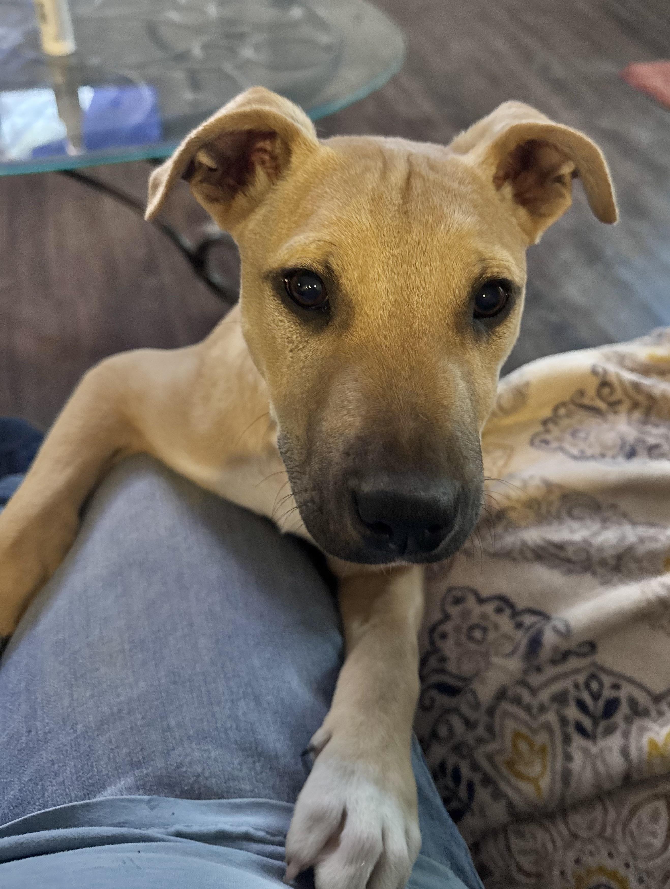 Enlarge Mick (Jagger), a Adoptable mixed breed in Monroe, NC image 2/4