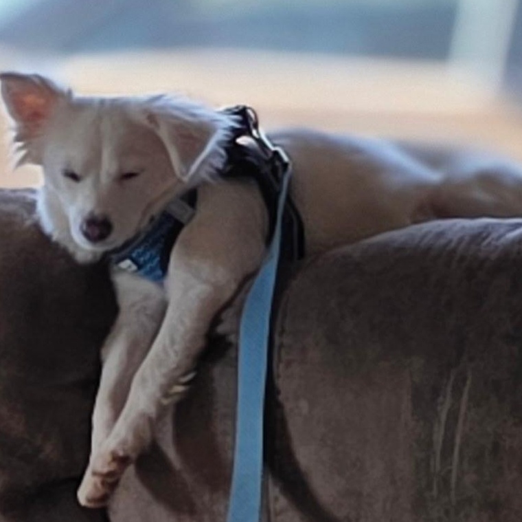 Rita, adopted, Young Female Chihuahua.