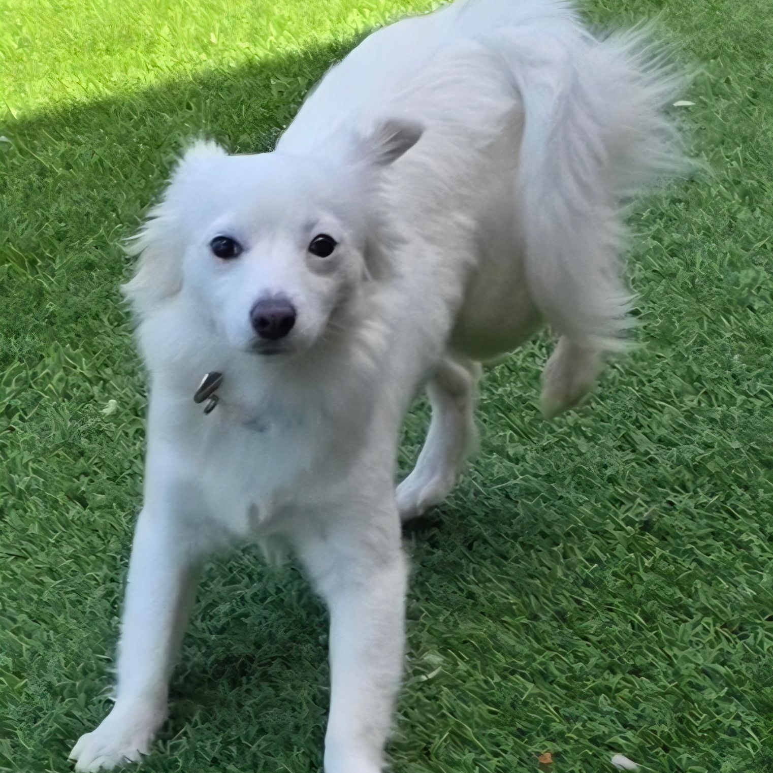 Enlarge Rita, an adopted mixed breed in Anderson, SC image 3/3