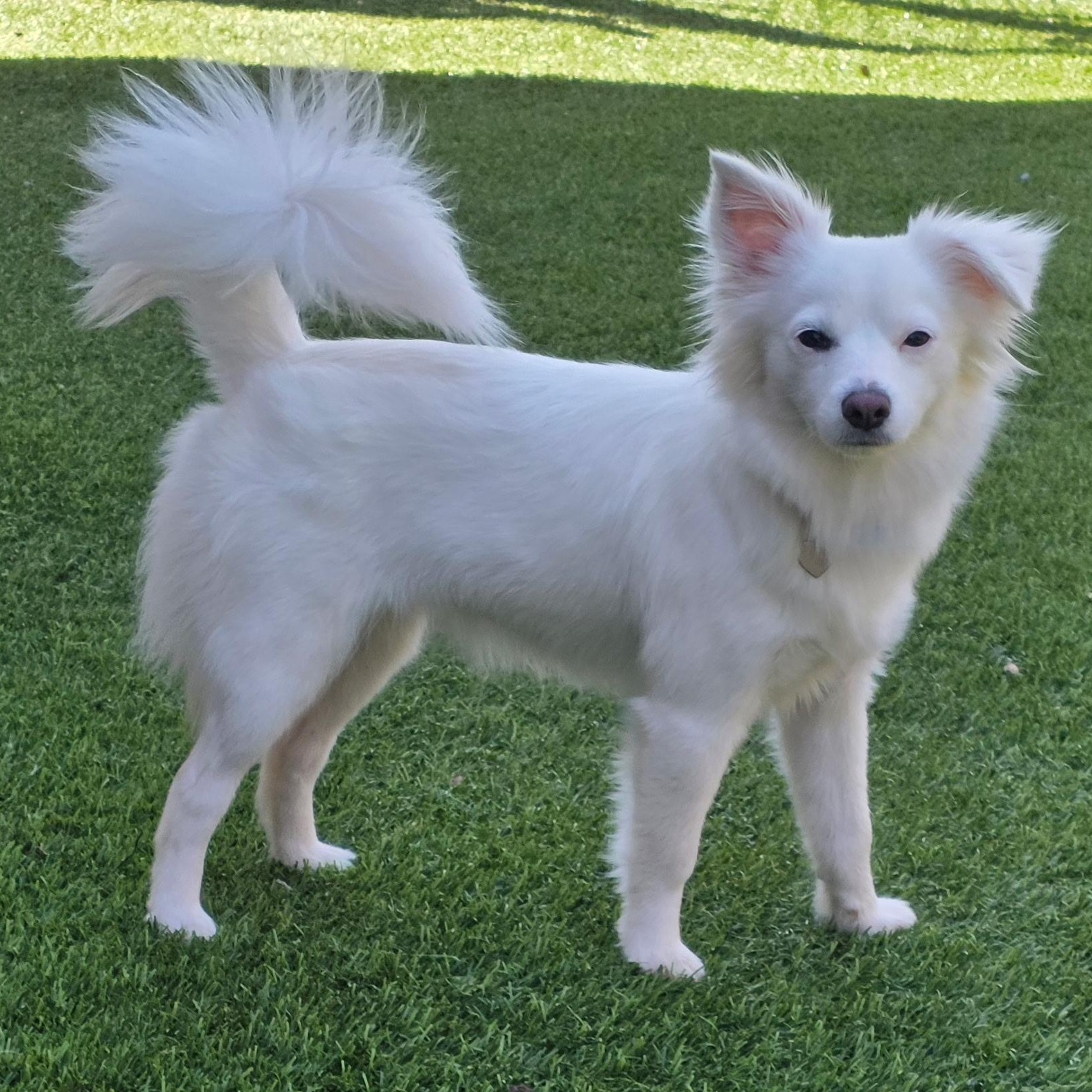 Enlarge Rita, an adopted mixed breed in Anderson, SC image 2/3