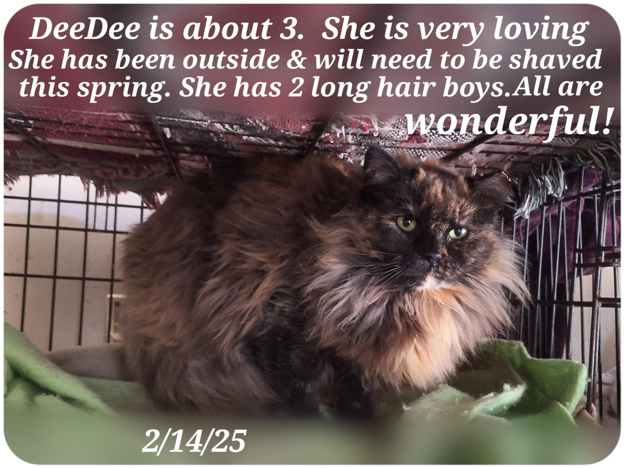 Enlarge Dee Dee, Grady,  and Witt, a Adoptable Persian in Staunton, VA image 1/6
