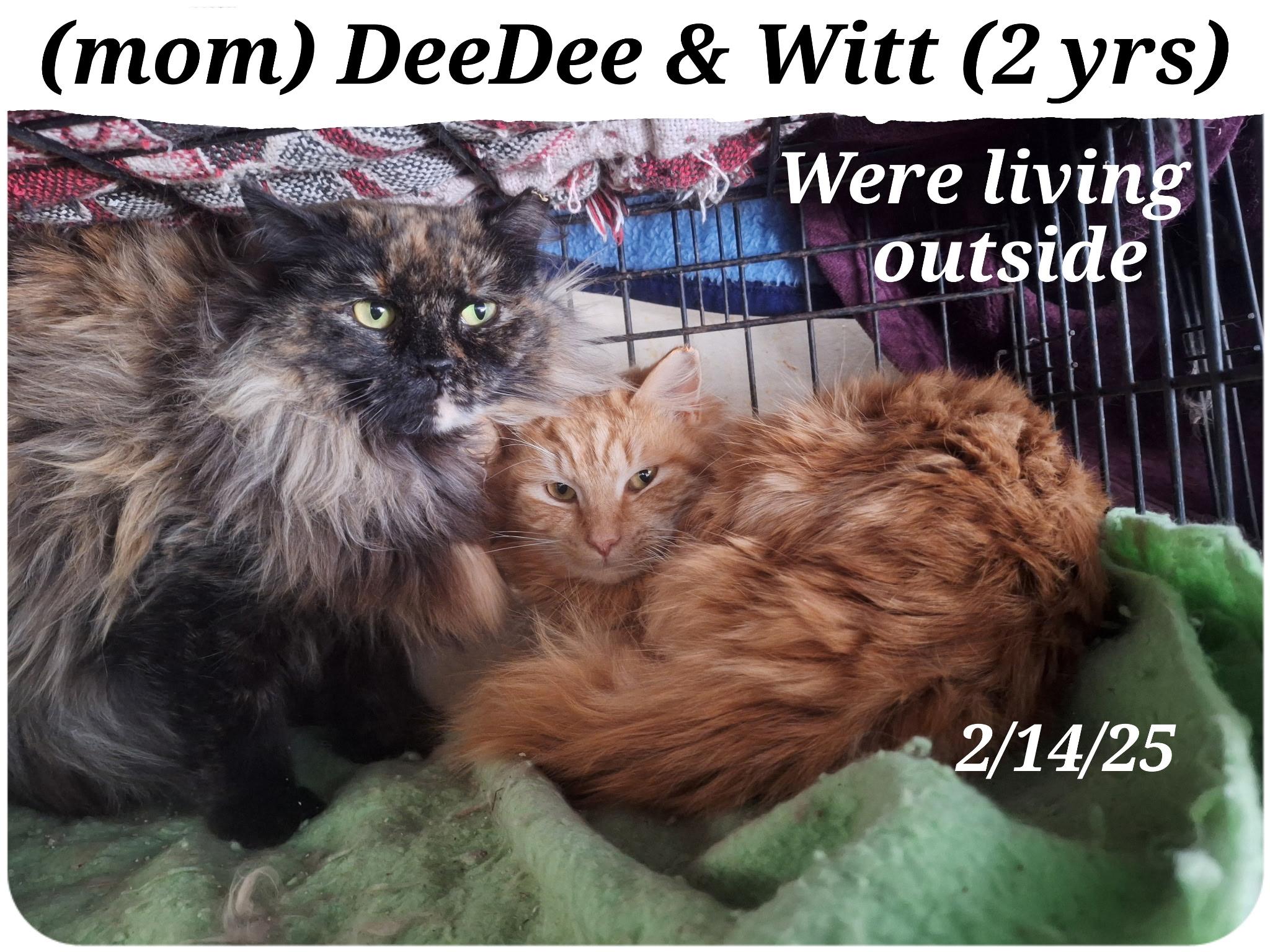 Grady,  and Witt, Adoptable, Adult Female Persian.