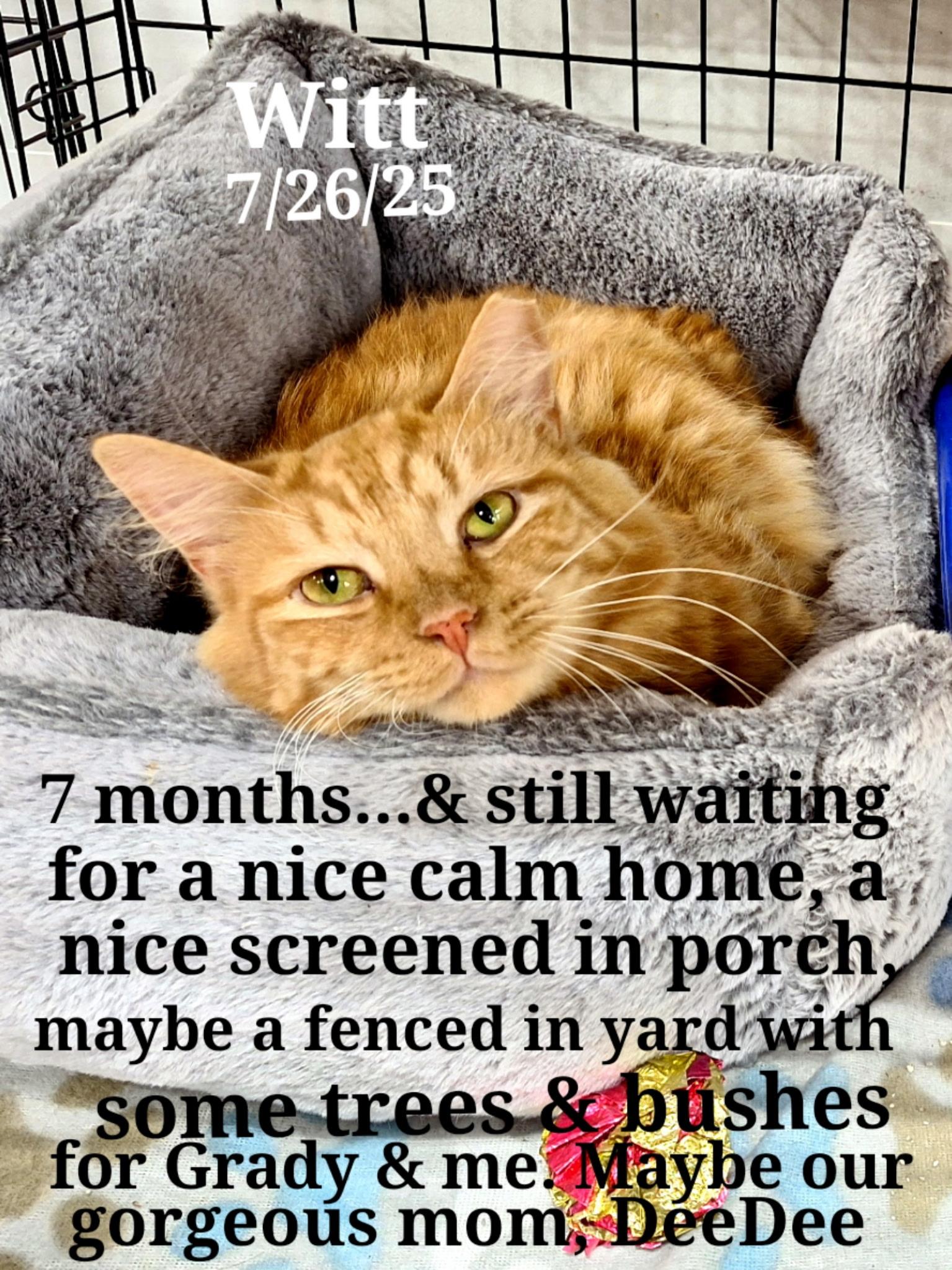 Enlarge Dee Dee, Grady,  and Witt, a Adoptable Persian in Staunton, VA image 4/6