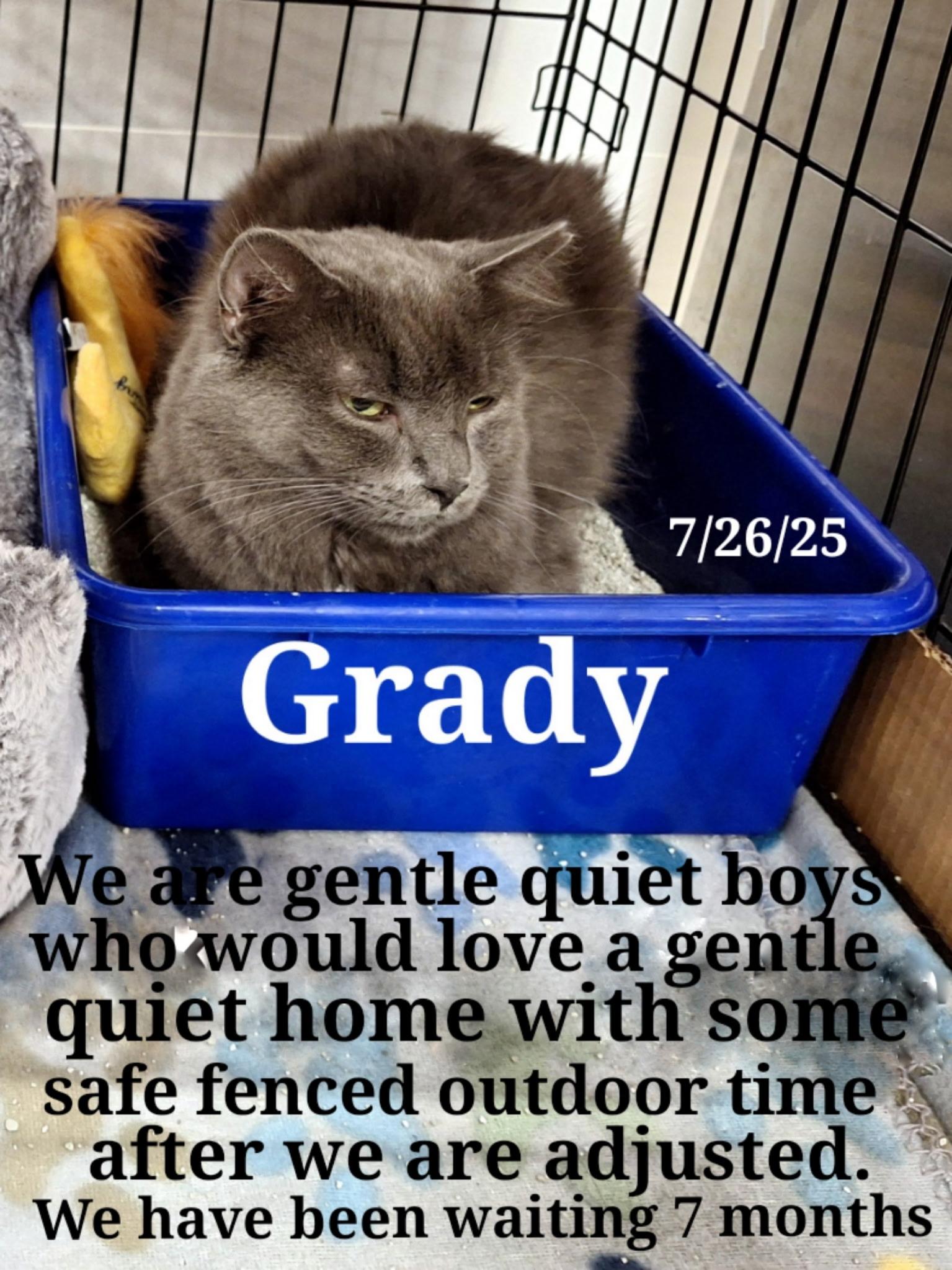 Dee Dee, Grady,  and Witt, an adoptable Persian in Staunton, VA, 24402 | Photo Image 4