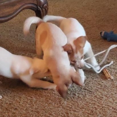 OLIVE, a Adoptable mixed breed in Murrieta, CA image 3/3