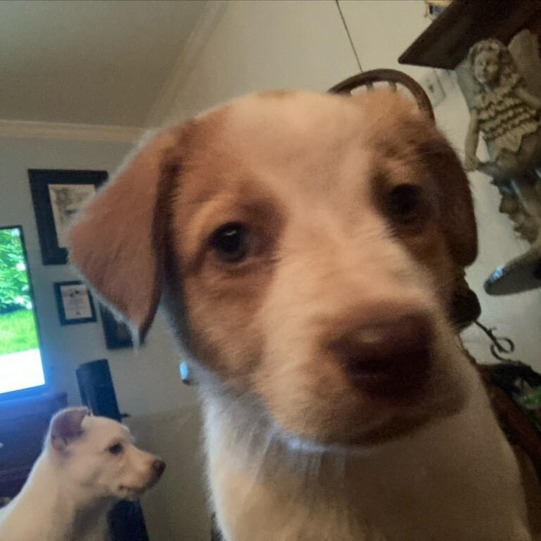 OLIVE, a Adoptable mixed breed in Murrieta, CA image 2/3