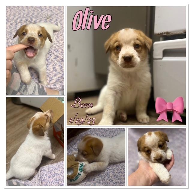 OLIVE, a Adoptable mixed breed in Murrieta, CA image 1/3