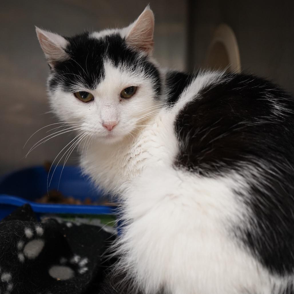 Betsy, a Adoptable Domestic Short Hair in Tuscaloosa, AL image 1/3