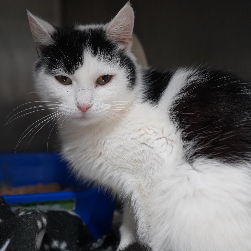 Betsy, a Adoptable Domestic Short Hair in Tuscaloosa, AL image 2/3
