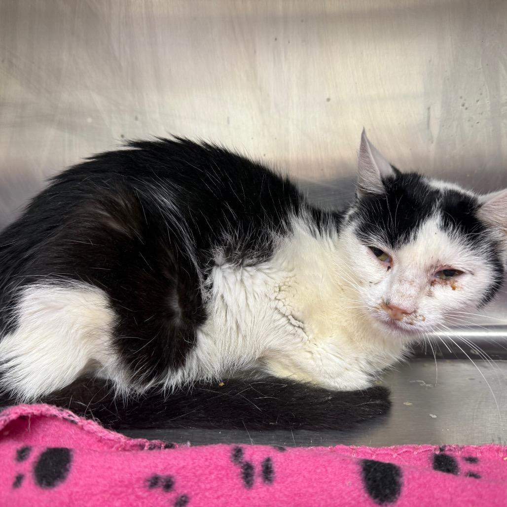 Betsy, a Adoptable Domestic Short Hair in Tuscaloosa, AL image 3/3