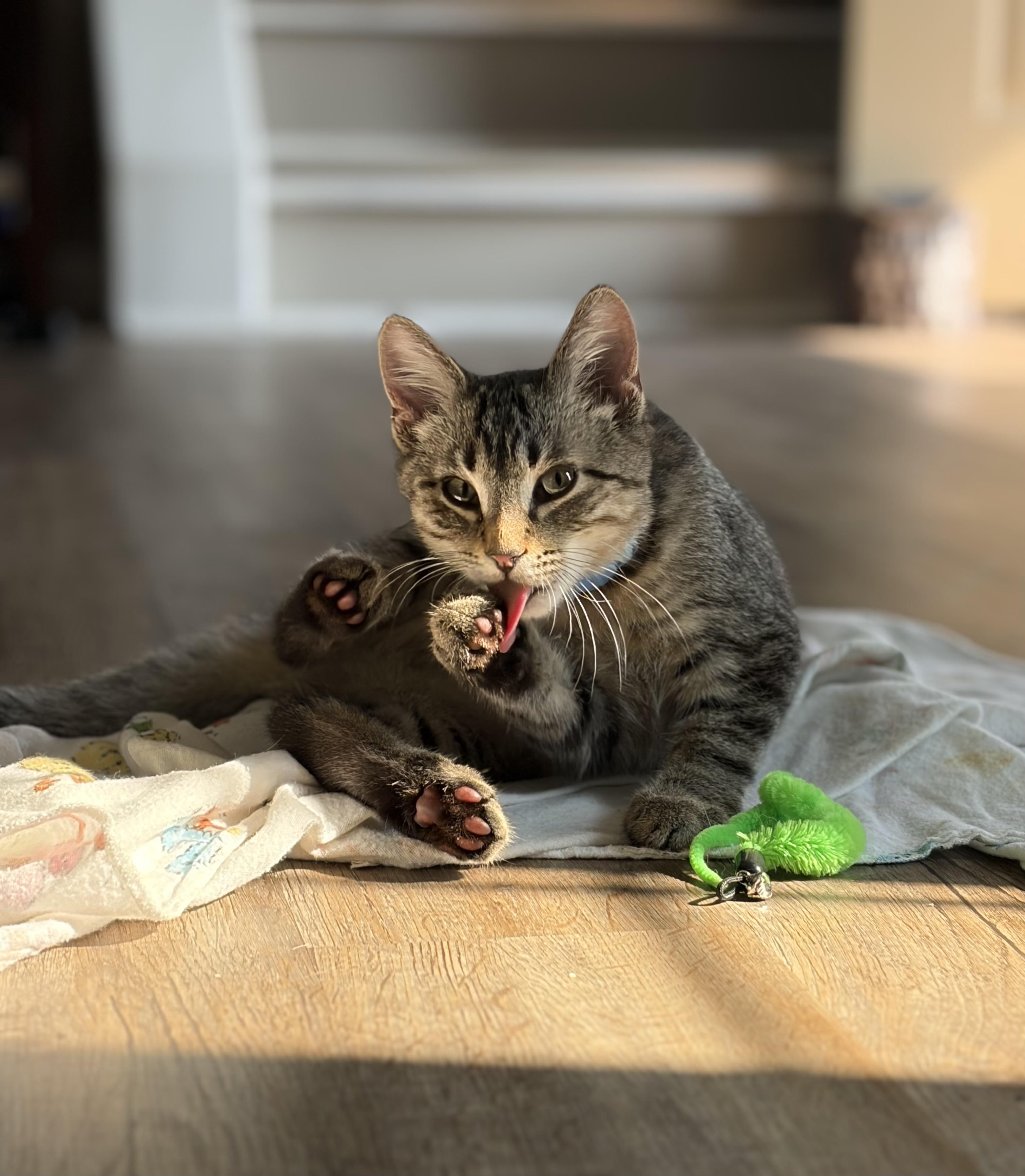 Chester, a Adoptable Domestic Short Hair in Troy, MI image 2/5