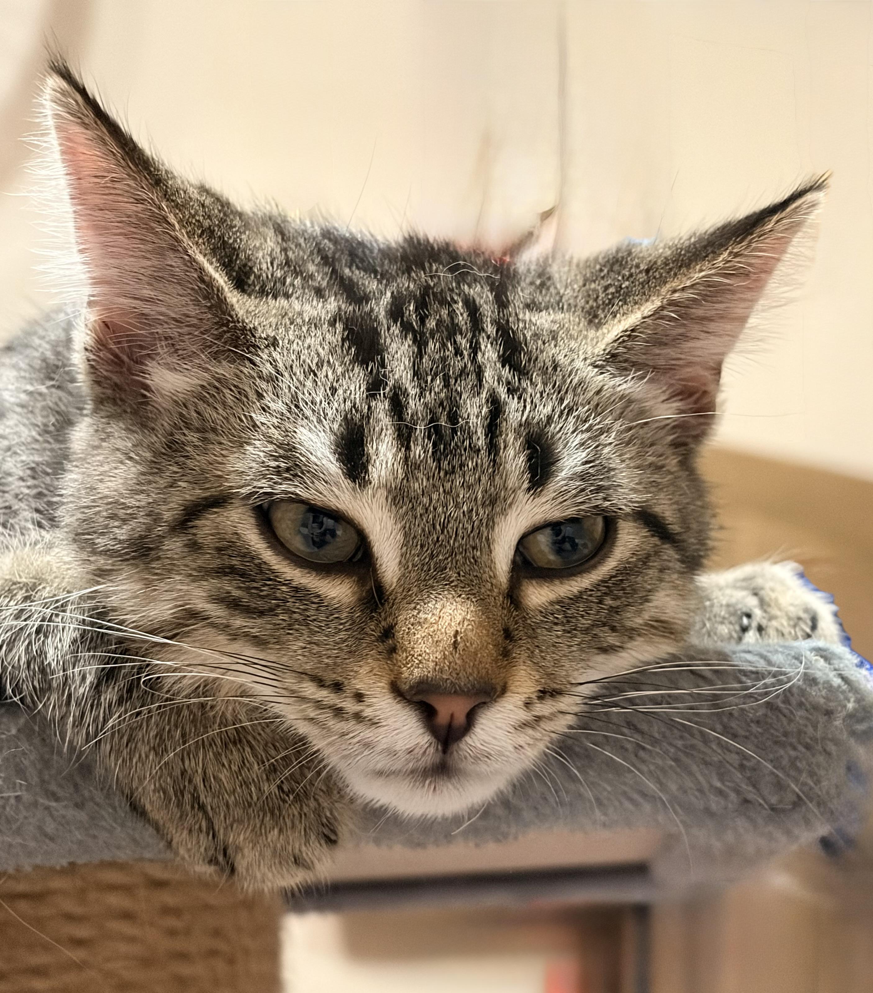 Chester, a Adoptable Domestic Short Hair in Troy, MI image 3/5