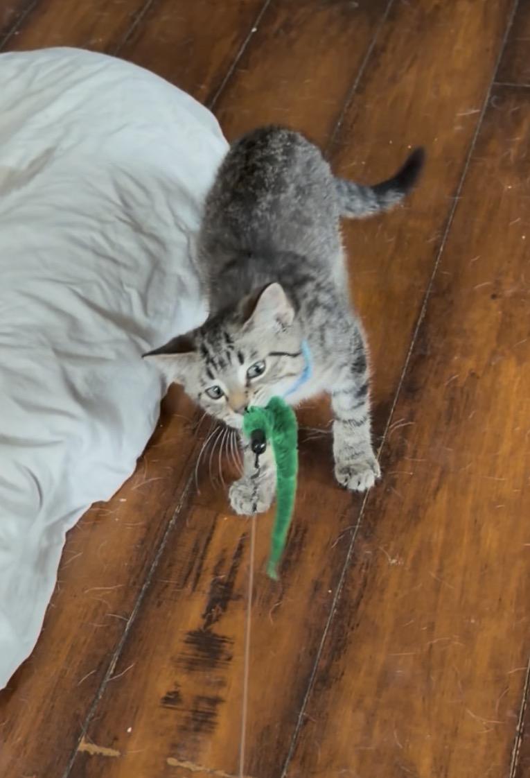 Chester, a Adoptable Domestic Short Hair in Troy, MI image 4/5