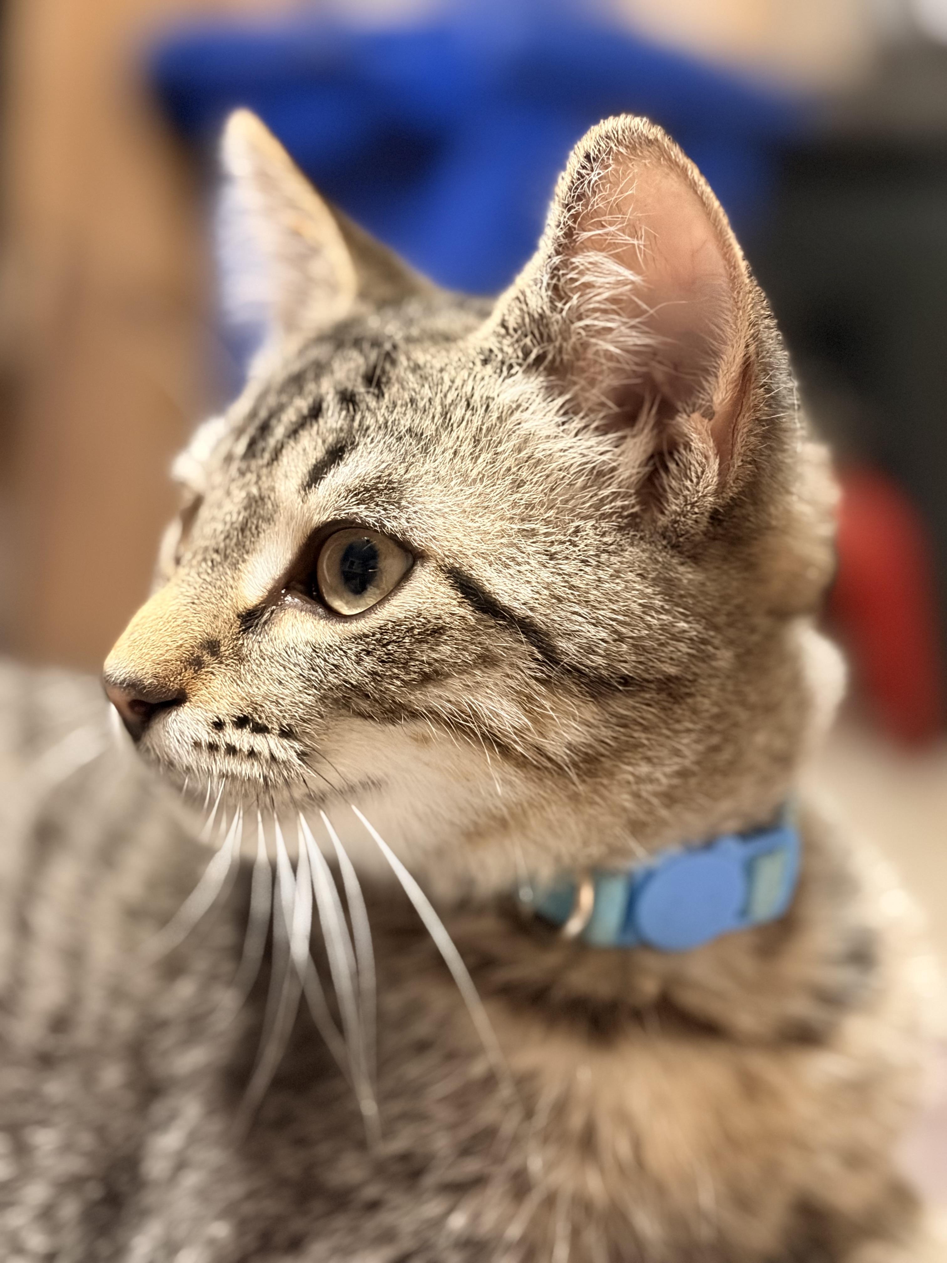 Chester, a Adoptable Domestic Short Hair in Troy, MI image 1/5