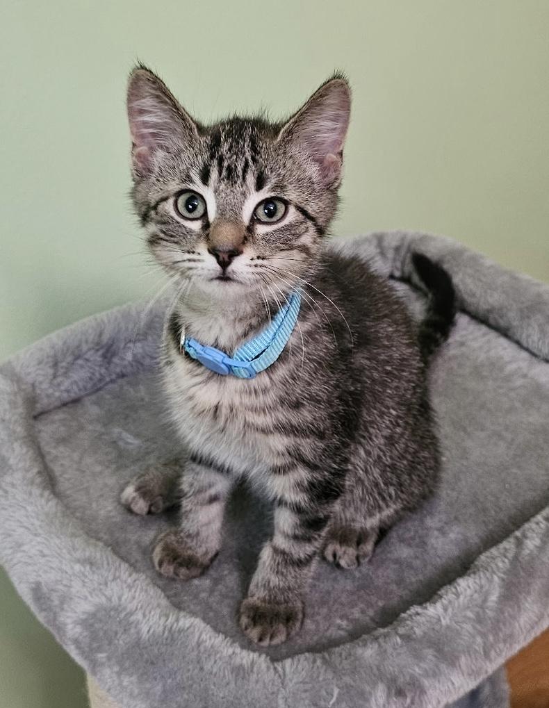Chester, a Adoptable Domestic Short Hair in Troy, MI image 5/5