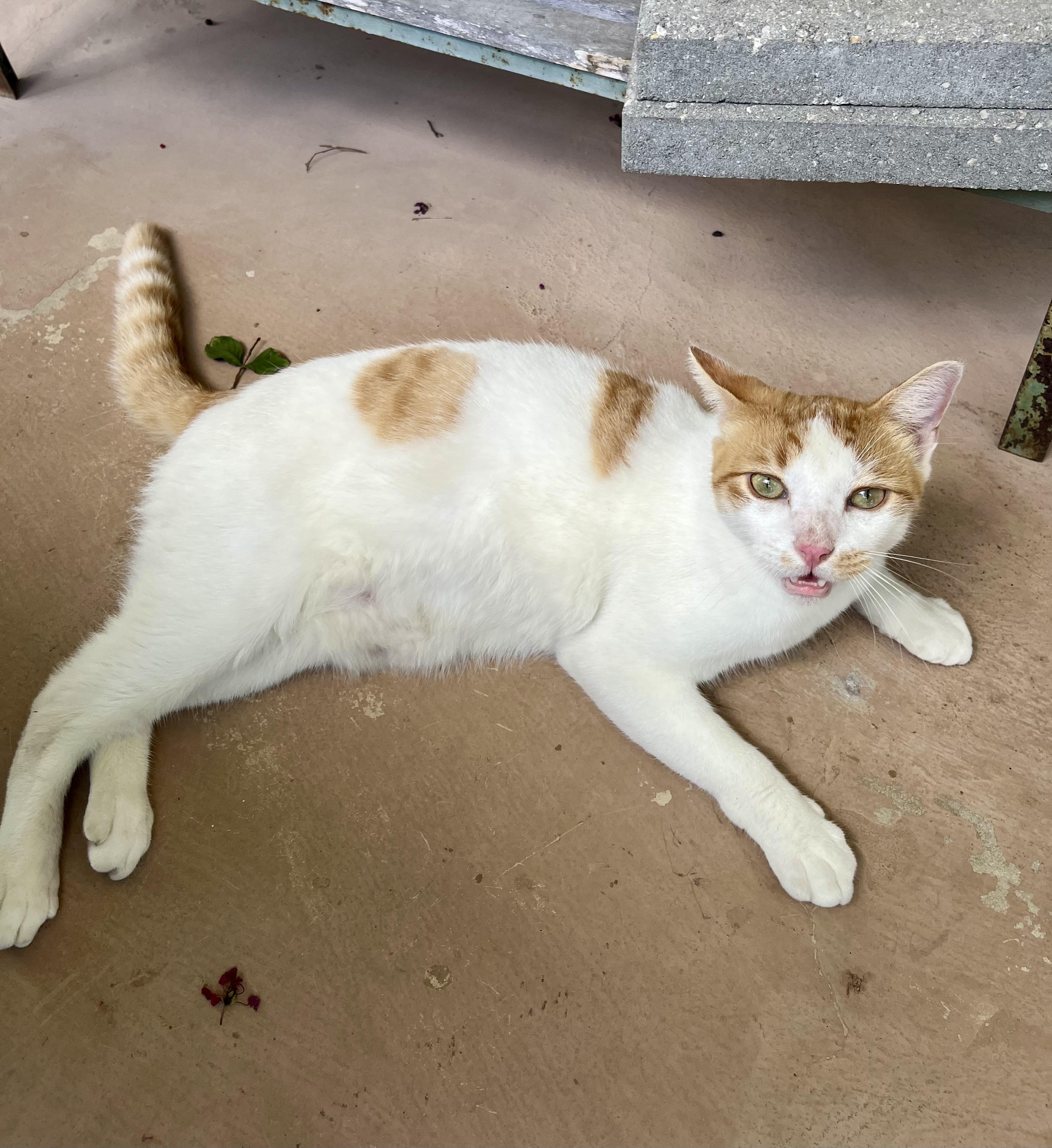 Enlarge Jobori AH, a Adoptable Domestic Short Hair in Schertz, TX image 2/3