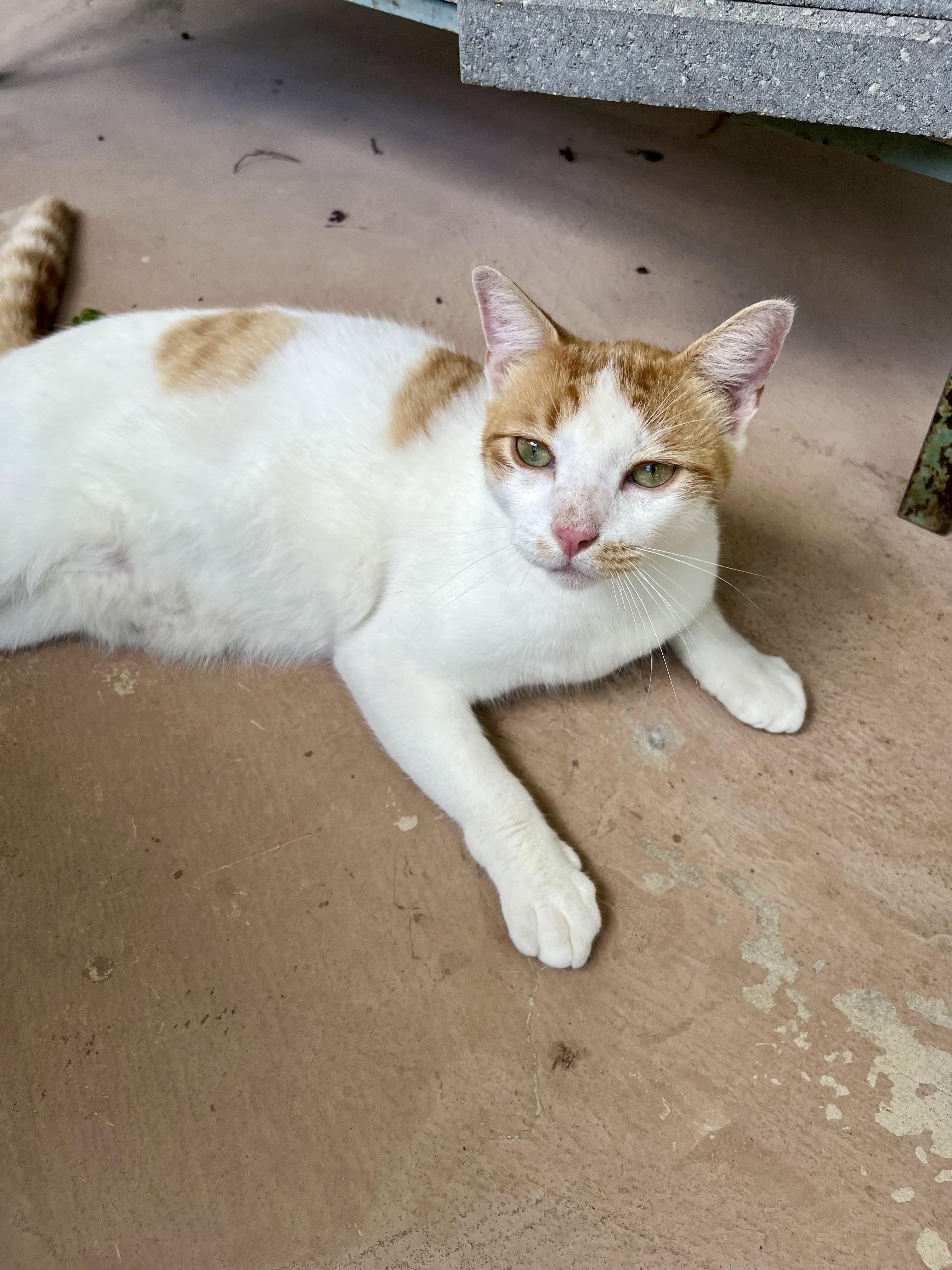 Enlarge Jobori AH, a Adoptable Domestic Short Hair in Schertz, TX image 3/3