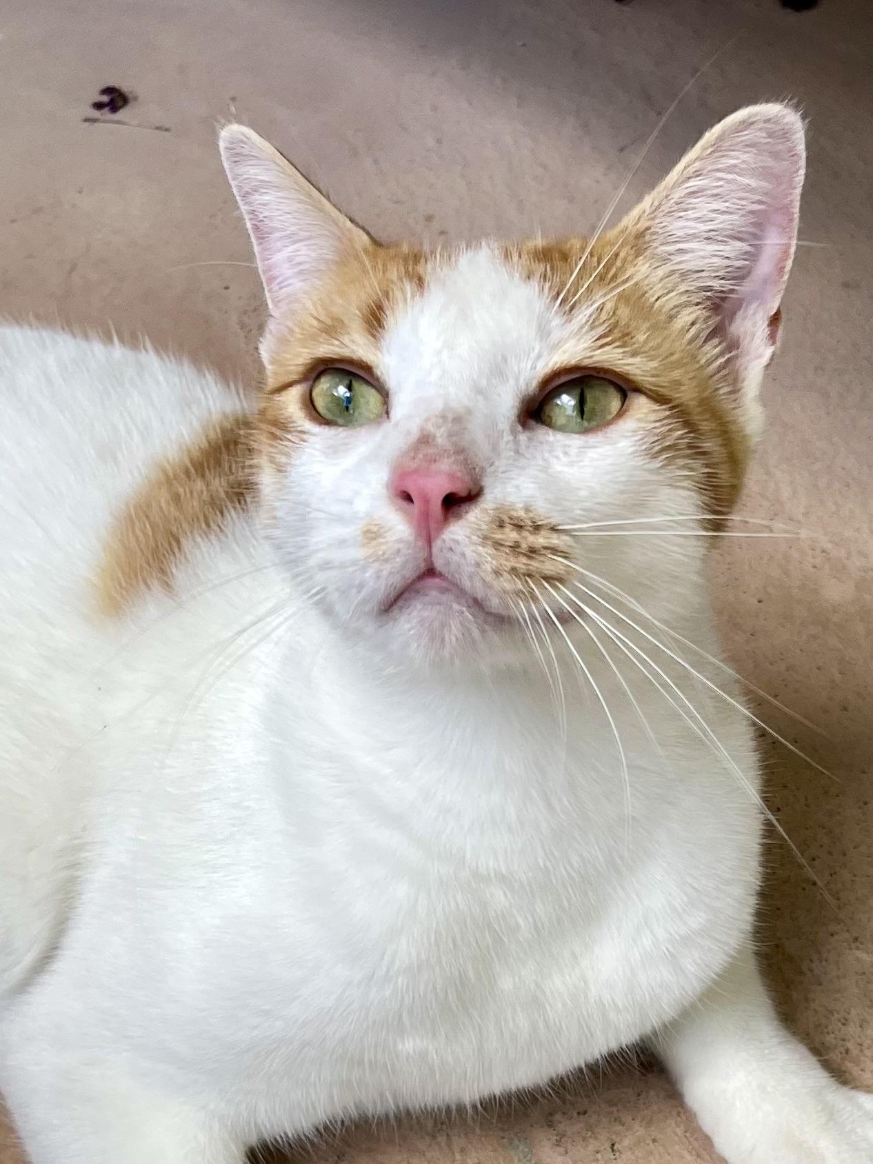 Jobori AH, Adoptable, Young Male Domestic Short Hair.