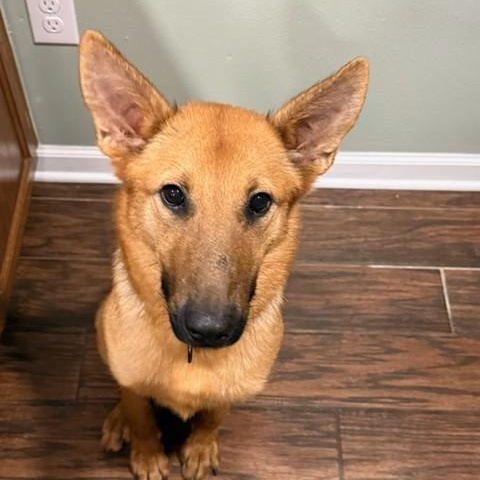 Hermie, ADOPTABLE, Young Male Shepherd.