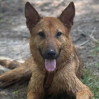 Enlarge Hermie, a ADOPTABLE mixed breed in Unionville, CT image 2/6