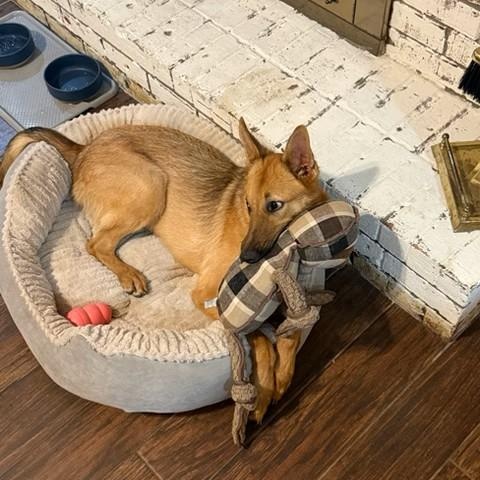Enlarge Hermie, a ADOPTABLE mixed breed in Unionville, CT image 6/6