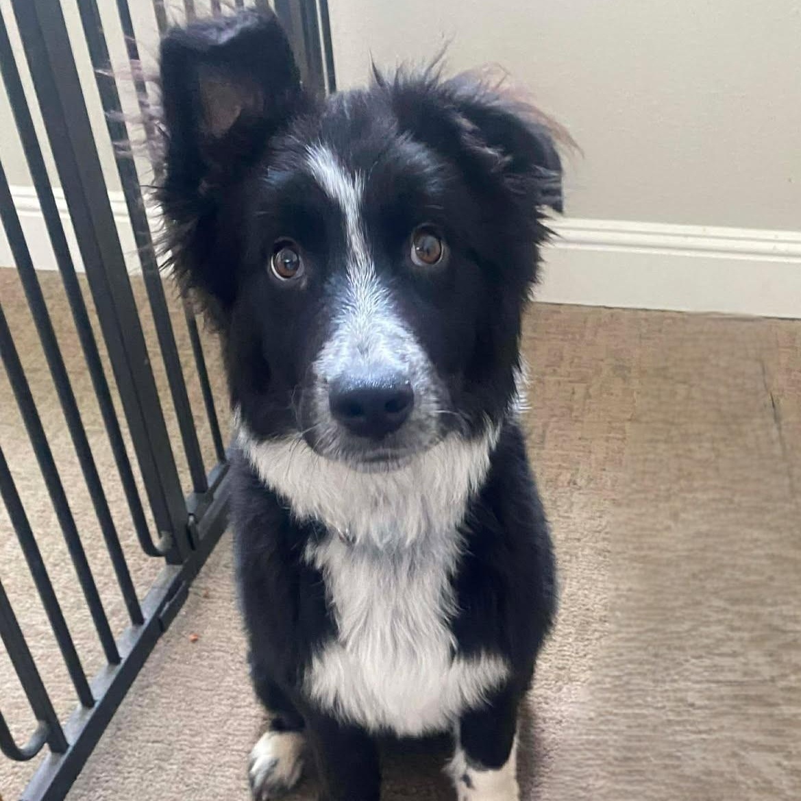 Enlarge Tuxedo Sam , a Adoptable mixed breed in Redwood City , CA image 1/6