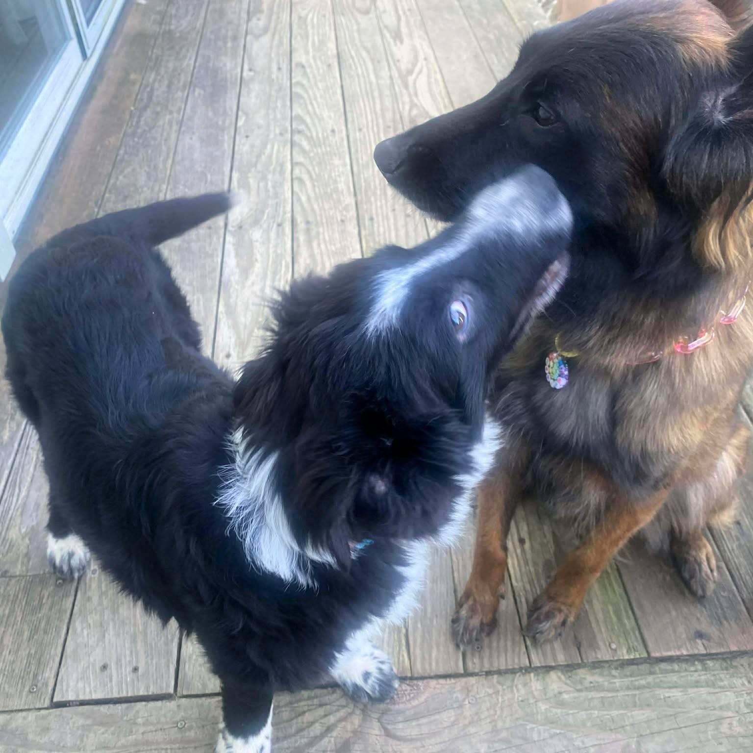 Enlarge Tuxedo Sam , a Adoptable mixed breed in Redwood City , CA image 4/6