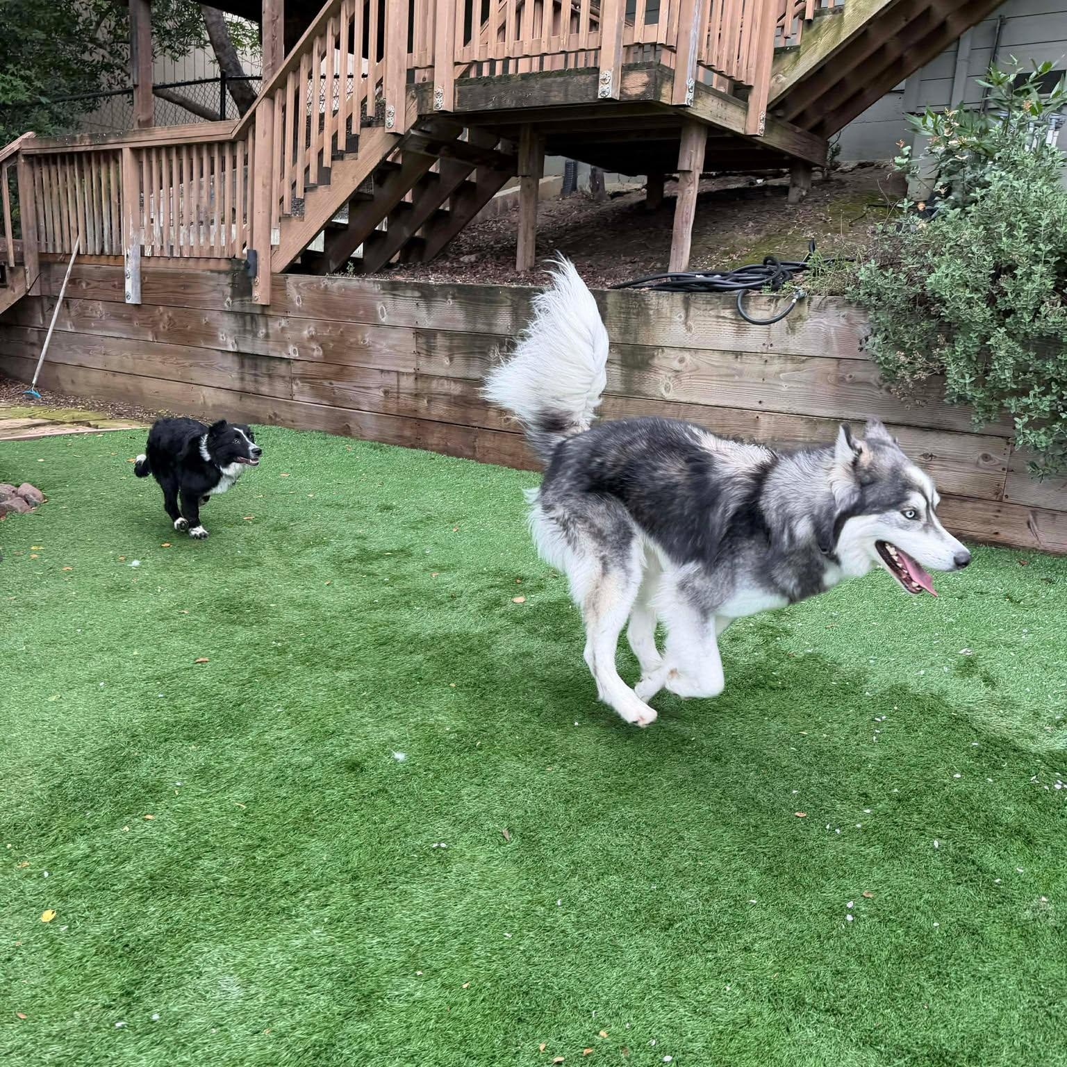 Enlarge Tuxedo Sam , a Adoptable mixed breed in Redwood City , CA image 5/6