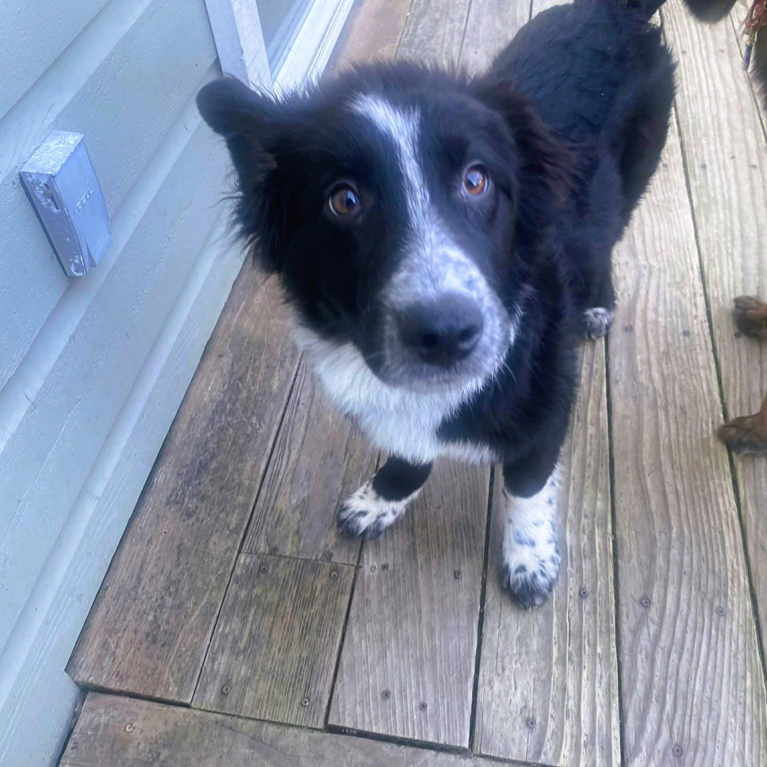 Enlarge Tuxedo Sam , a Adoptable mixed breed in Redwood City , CA image 2/6