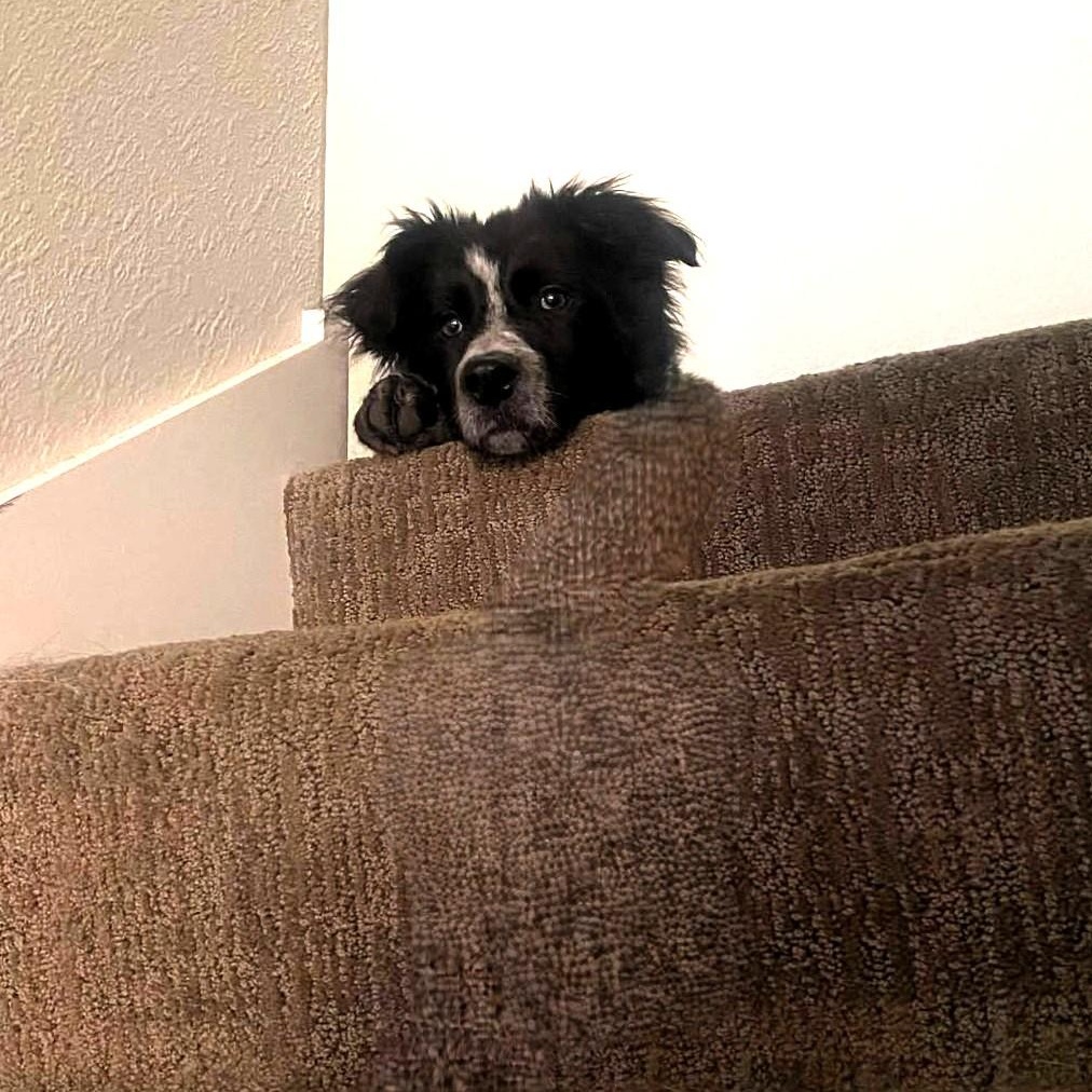 Enlarge Tuxedo Sam , a Adoptable mixed breed in Redwood City , CA image 3/6