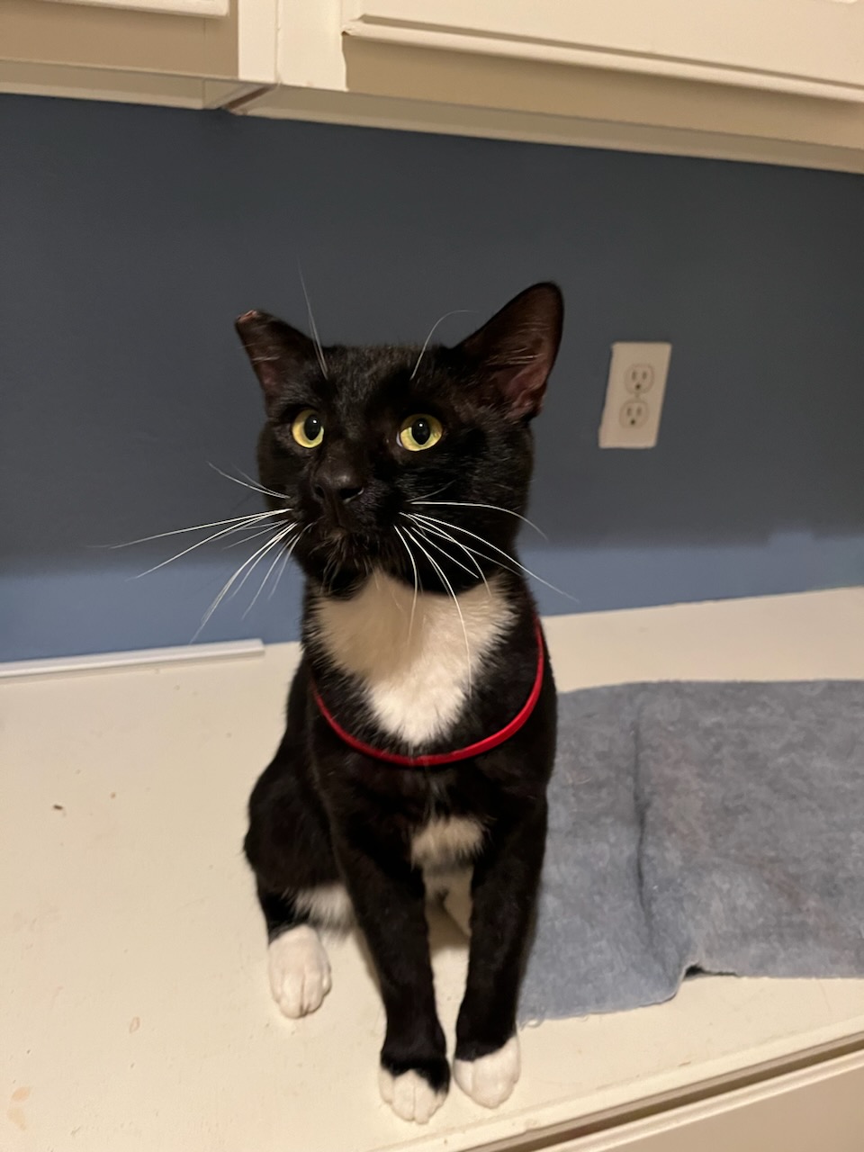 Enlarge Eugene, a Adopted Tuxedo in Long Beach, CA image 2/2